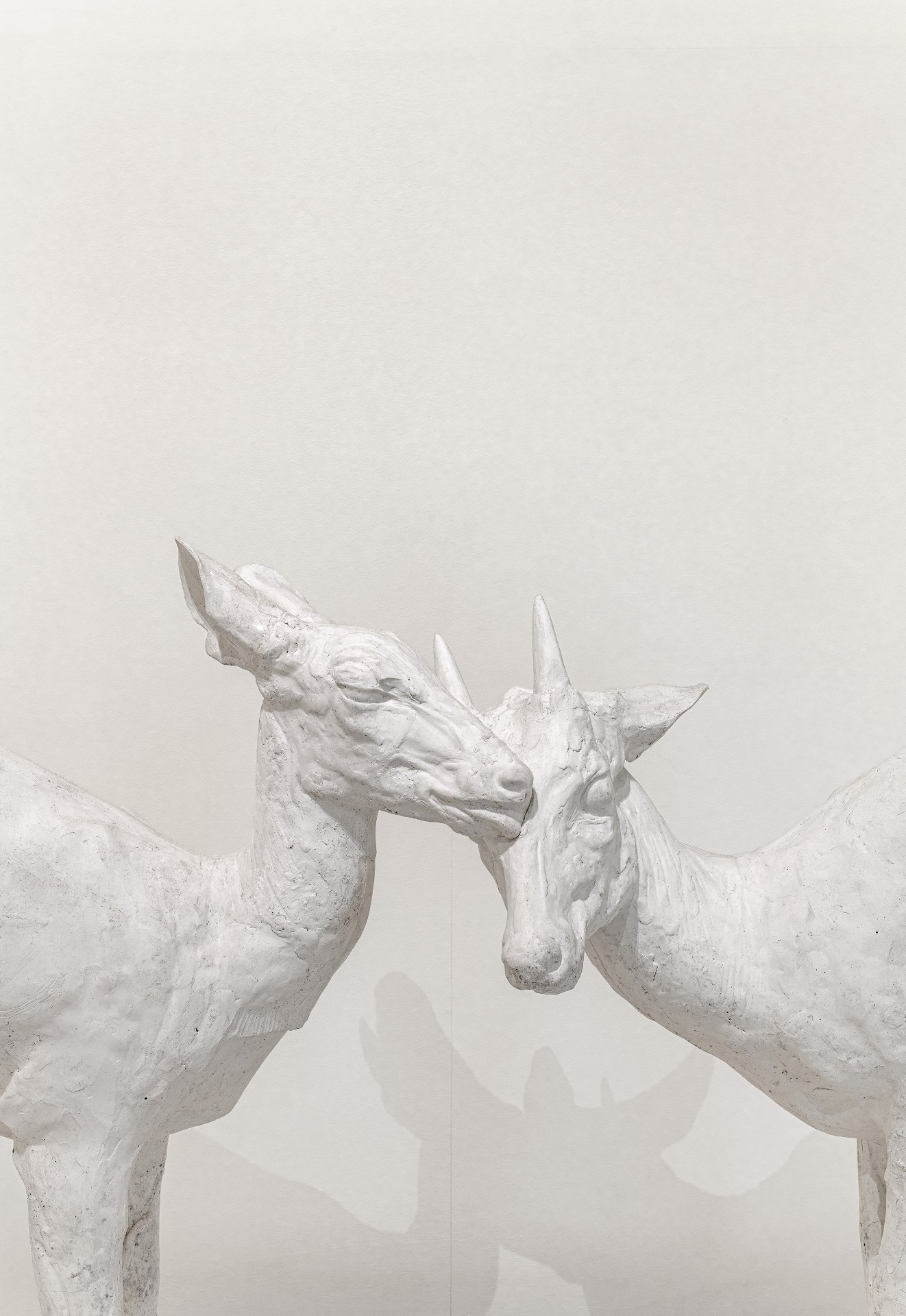 The wild state. Animals in the collections of the MAMCS and the Zoological Museum